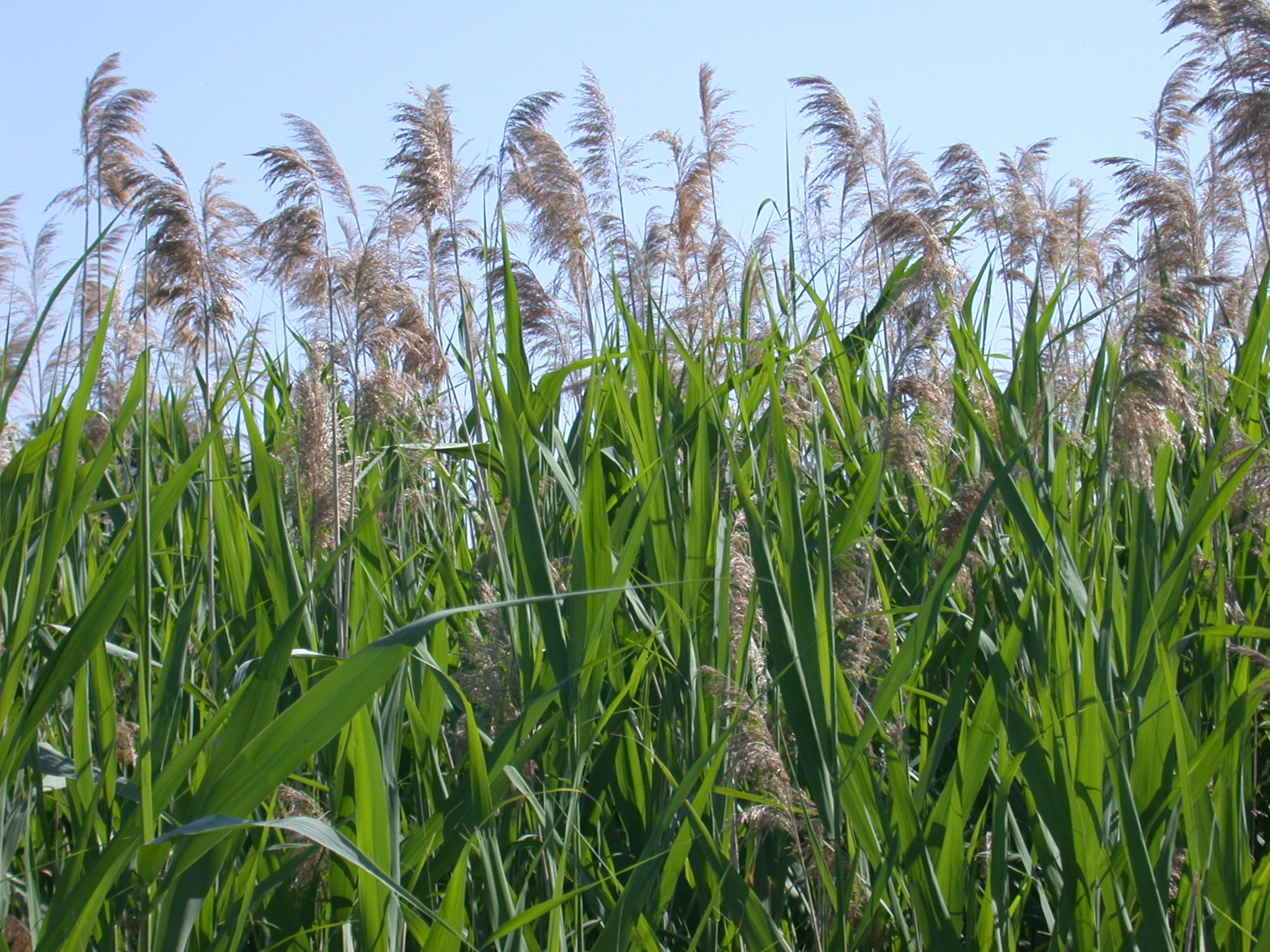 Le Roseau  commun ou Phragmite Conseil r gional de l 