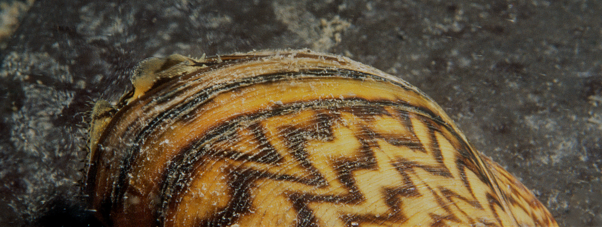 Moule zébrée