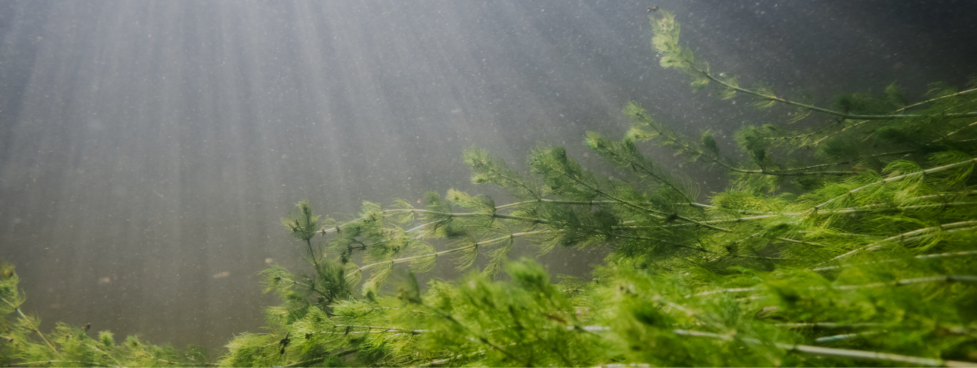 Myriophylle à épis